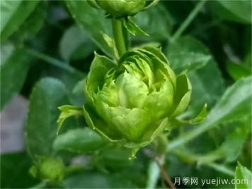 绿色月季推荐，结绿珍月季