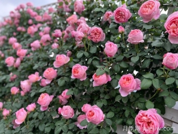 舍农索城堡的女人月季果然更懂女人心