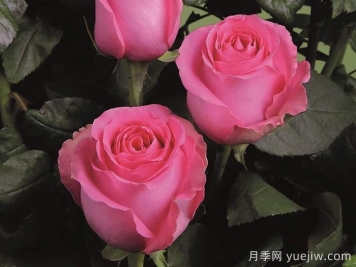 月季推荐，上海夫人月季