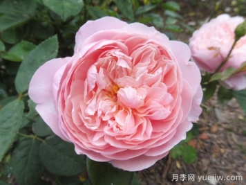 安妮克城堡月季，花姿优雅，色彩迷人