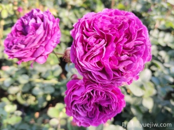 月季推荐，比利时月季