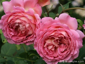 银禧庆典月季推荐，浓香抗病的zui美月季