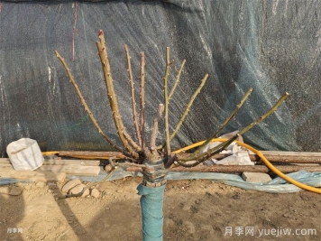 12月份月季开完最后一波花，修剪清园补肥三步走