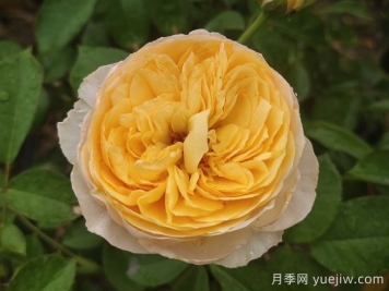 分享50款经典的切花月季品种