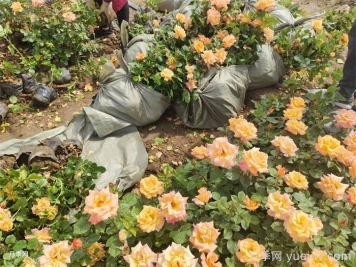 长期阴雨天气，月季烂根、病害爆发怎么办？