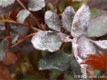 春季预防月季白粉病爆发的办法