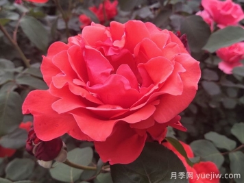 盘点100个常见月季品种