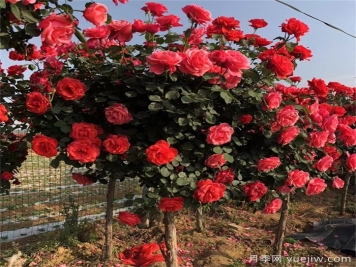 怎样让新栽的树状月季快速生根？