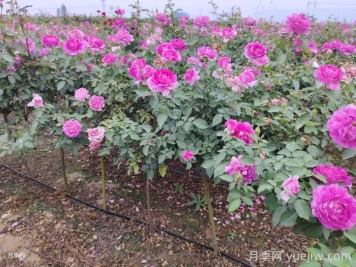 ​半阴环境光照不足如何养好月季花？