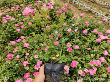 ​月季整株打焉耷拉是怎么回事？