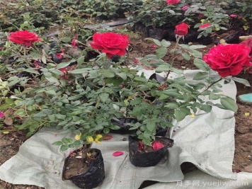 月季长的又高又细，如何长得矮壮？