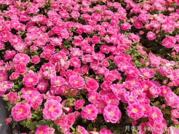 月季不开花或开花少的原因分析