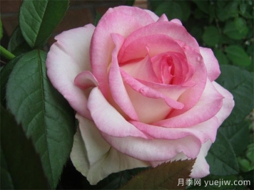 分享30个又美又香又大的月季品种