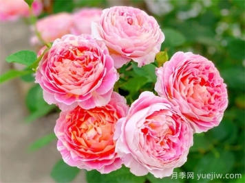 推荐7款月季花品种，夏季也能快乐绽放