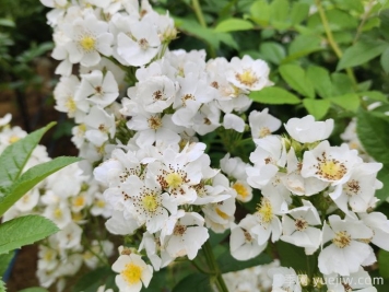 网购回来的月季不开花是怎么问题？
