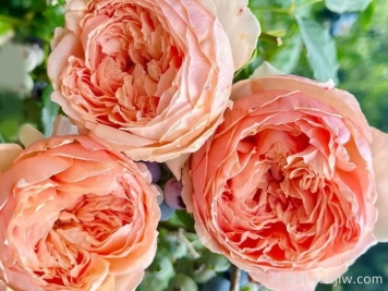 推荐10种灌木月季，适合阳台庭院的品种