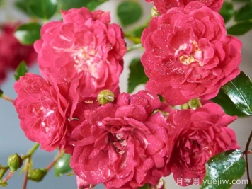 仙女皇后月季/妖精皇后