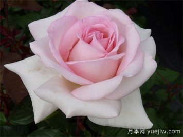 园艺王子月季/弗朗西斯梅昂/法兰西斯