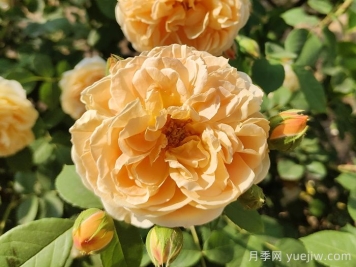 花卉市场月季十元一盆，为何网购月季苗要五十一盆？