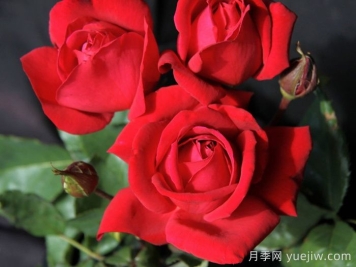 加利波利精神月季