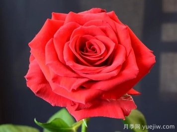 上层阶级月季/上流社会