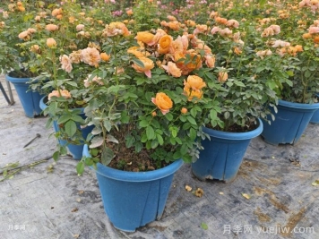 月季花如何修剪？南阳基地抓住这3个时间修剪花开不断