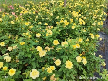 不同状态的月季如何修剪？
