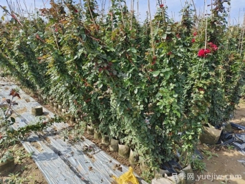 藤本月季养植要点有哪些？