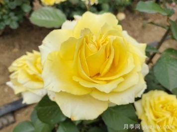 月季锈病的危害症状及其防治技术要点有哪些？