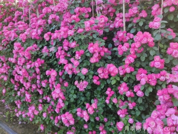 南阳藤本月季基地的月季苗质量怎么样？