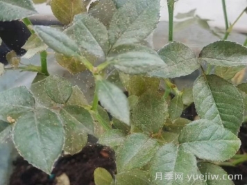 春季月季爆发红蜘蛛了，该怎么办？