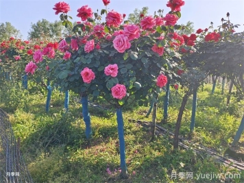 购买5公分树状月季时，如何判断其品质的好坏？