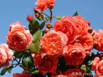 夏日花火月季的优缺点？