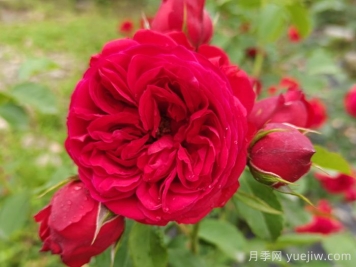 盆栽本是月季，花束却叫玫瑰