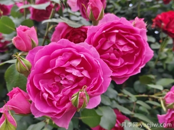 藤本月季有哪些好品种？