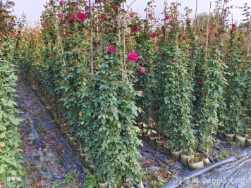 藤本月季可以长到多高？