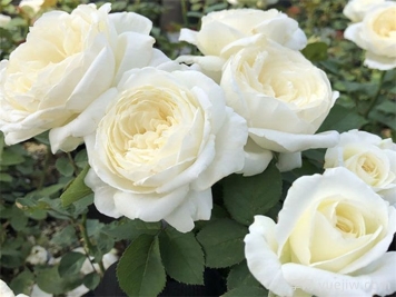 婚礼之路月季的优缺点是什么？