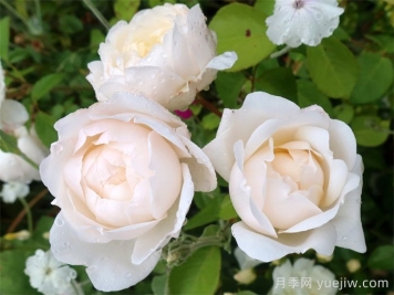 格拉姆斯城堡月季的优缺点是什么？