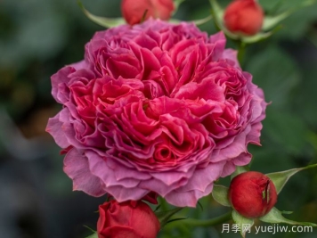 朱砂碗月季的优缺点是什么？