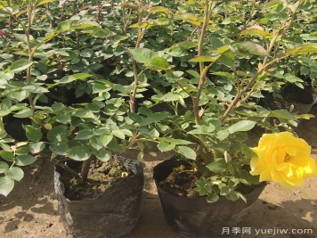 月季春季浇水频率