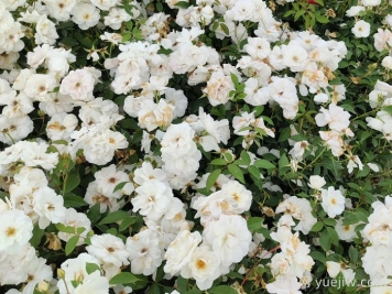 丰花多花的月季品种