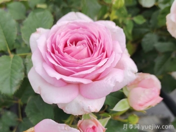 粉色月季花：浪漫与柔美的化身