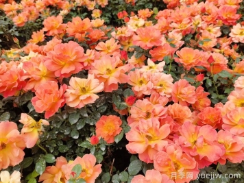 五月份，阳台党必备的月季爆花养护全攻略