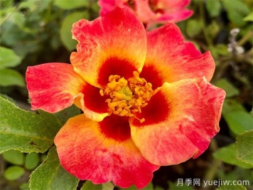 单瓣月季也迷人，推荐5个单瓣月季品种