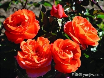 芒果阳台月季有什么优缺点？