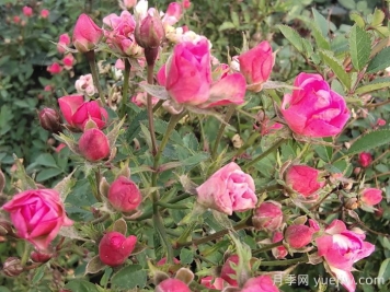 姬月季要怎么养？姬月季的养护方法