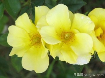 推荐10个优秀单瓣月季品种