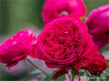 国外好评如潮的月季品种介绍