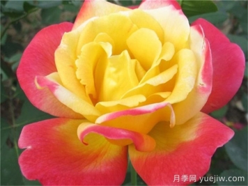 怡红院月季的优缺点是什么？