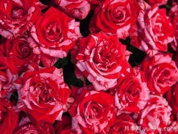 幸运女神月季的优缺点是什么？